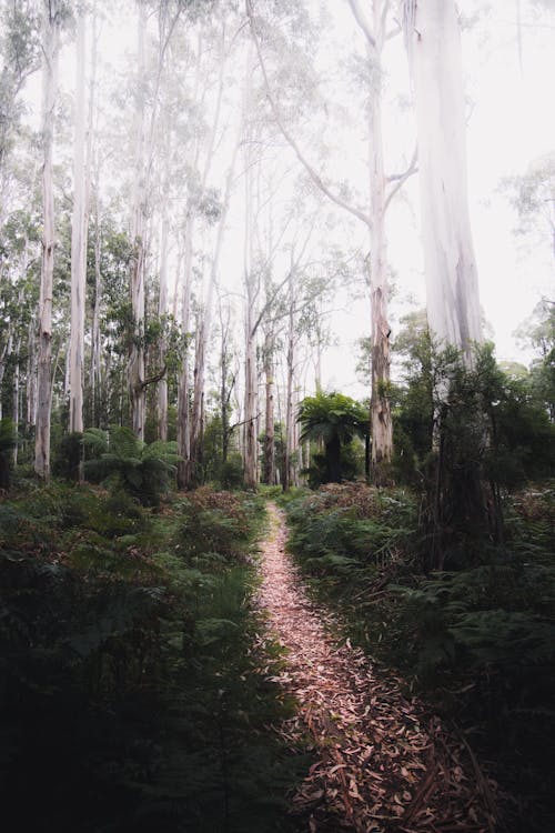 Fotos de stock gratuitas de arboles, Australia, aventura