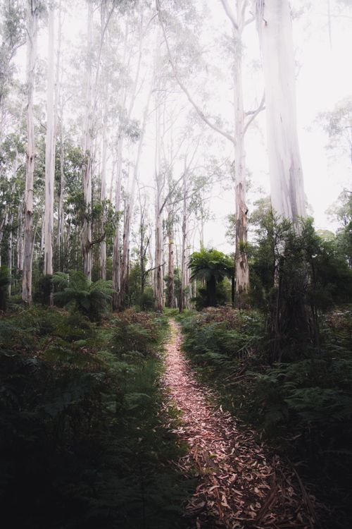 Free Explore the serene and misty trail through Mount Dandenong's lush forest in Victoria, Australia. Stock Photo
