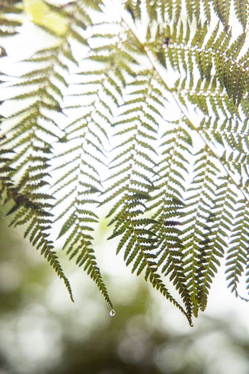 Free Close-up of dew-covered fern leaves with a bright, natural background at Mount Dandenong. Stock Photo