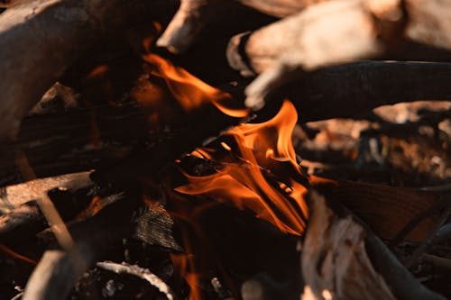 Close-up Photo of Burning Wood
