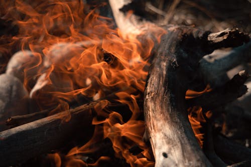 Close-Up Photo of Burning Woods