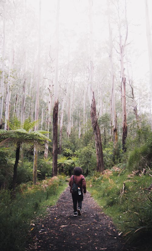 Základová fotografie zdarma na téma chůze, holé stromy, les