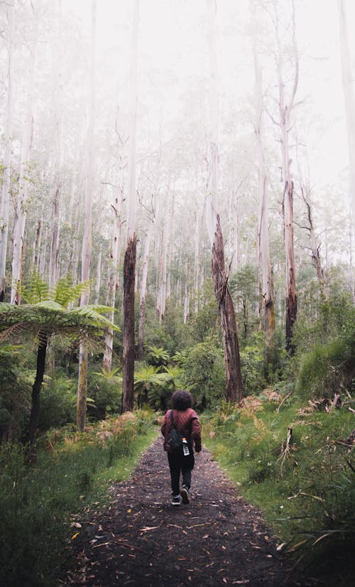 Person in Black Jacket Walking on Forest during Foggy Weather