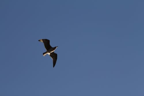 空, 青, 飛行の無料の写真素材