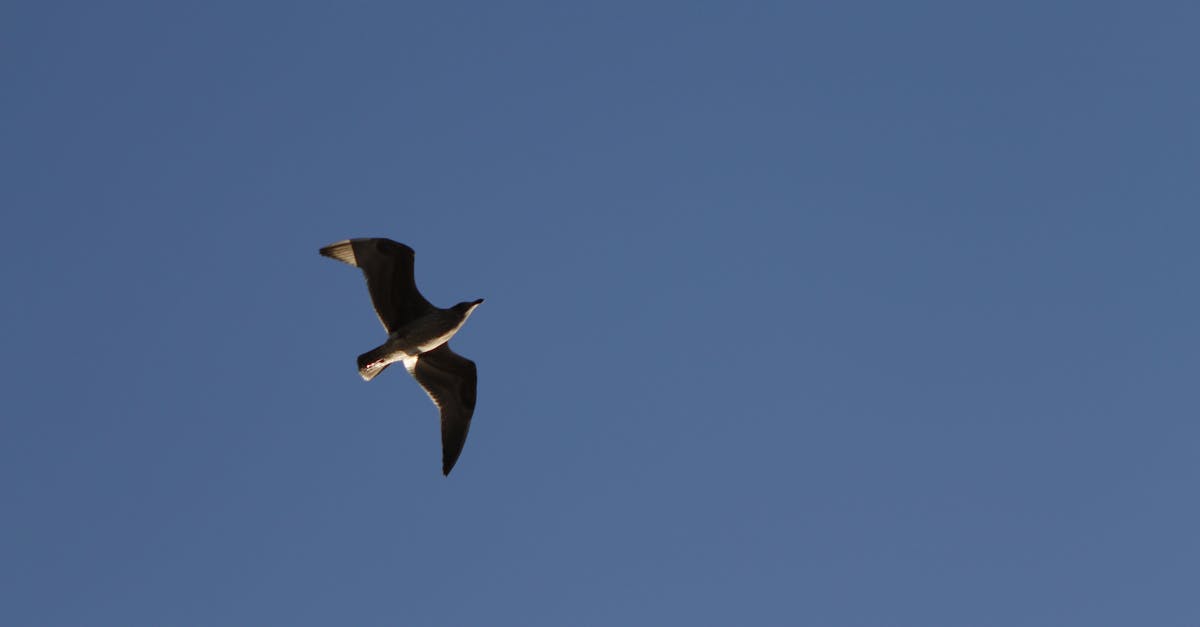 Free stock photo of bird, blue, flying