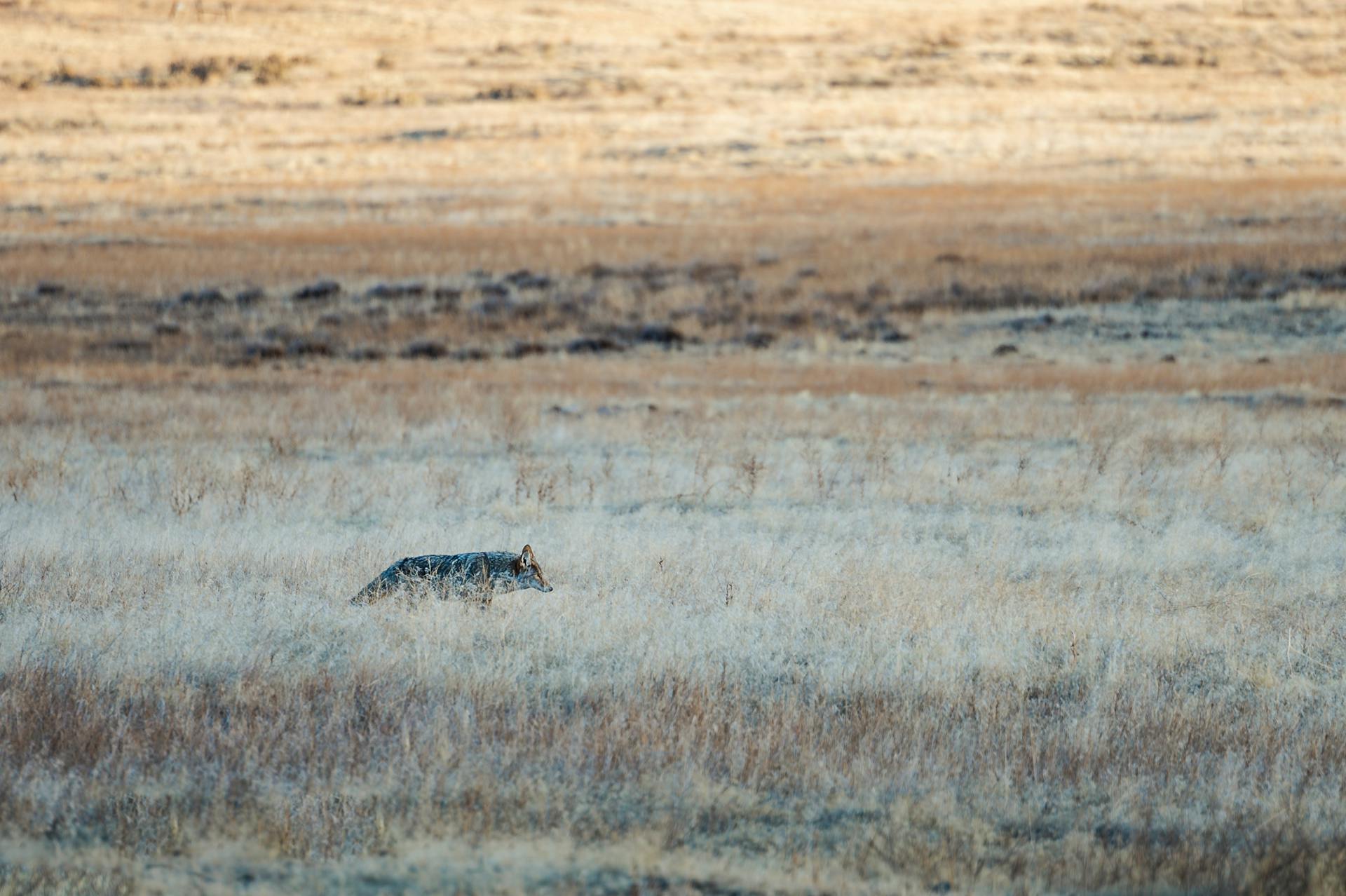 Hunting coyote walking in dry grassy field