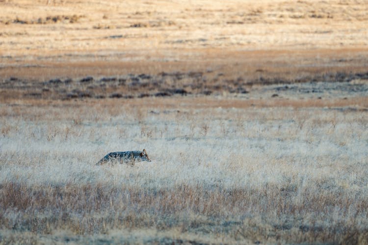 Hunting Coyote Walking In Dry Grassy Field