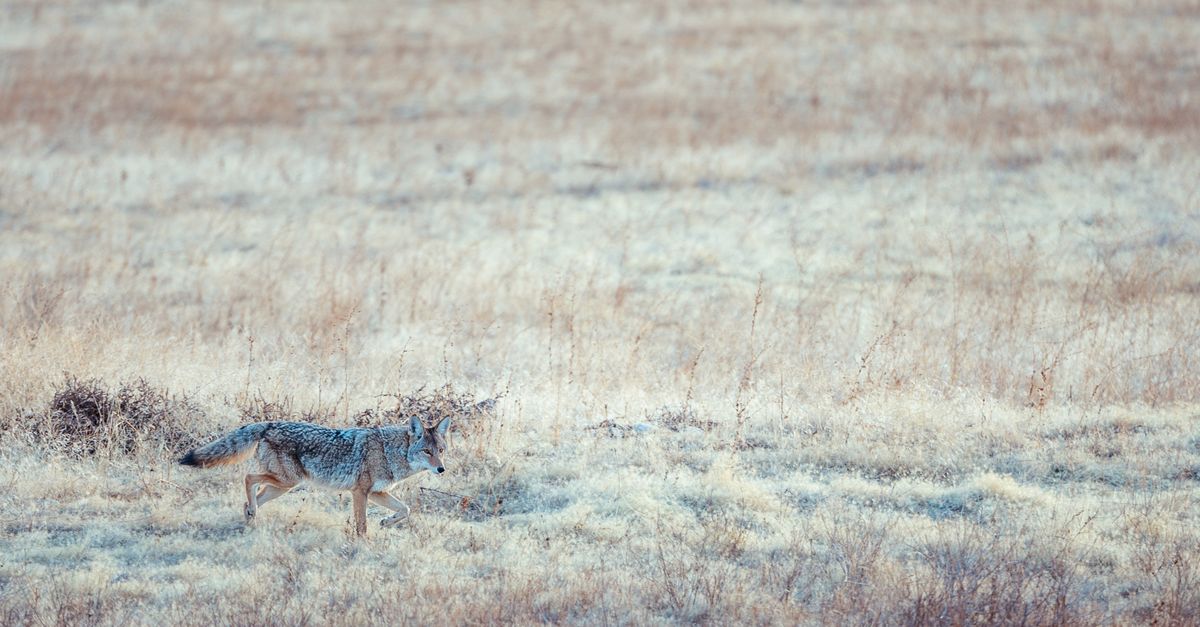 Wild attentive coyote walking along dry grassy meadow covered with hoarfrost and looking away in daylight