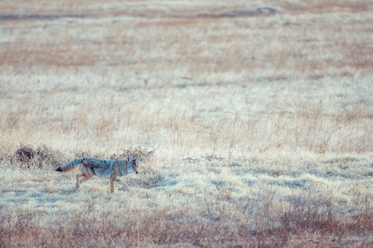 Coyote Looking Away Attentively While Hunting In Wild Nature