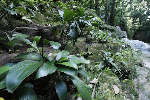 コロンビア, ジャングル, 工場の無料の写真素材