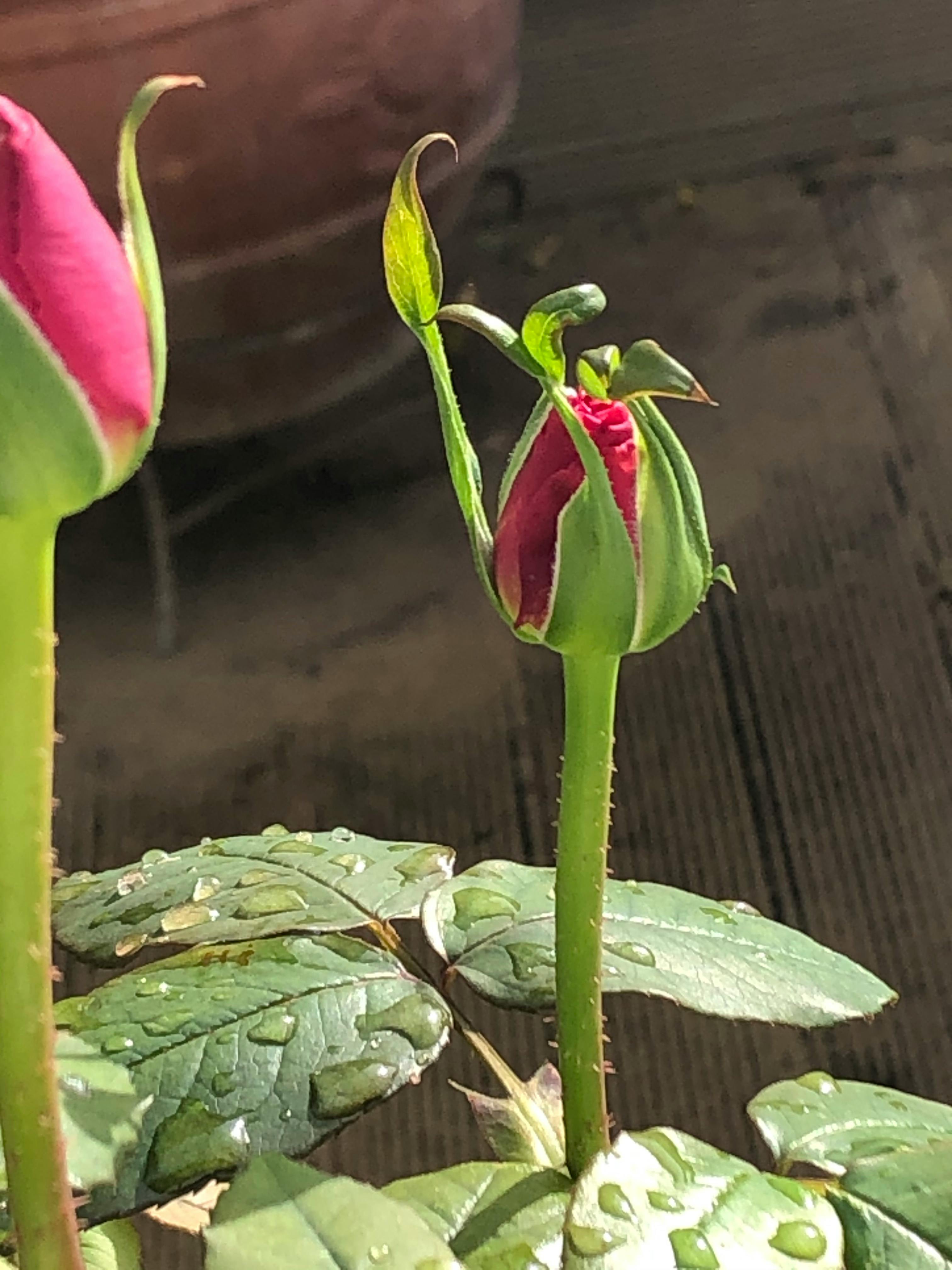 Wrestler standing near the ropes in an arena with dramatic lighting