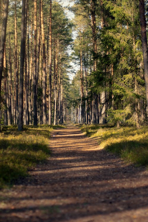 Empty narrow pathway among grassy terrain between tall green coniferous trees growing in forest on summer day with bright sunlight