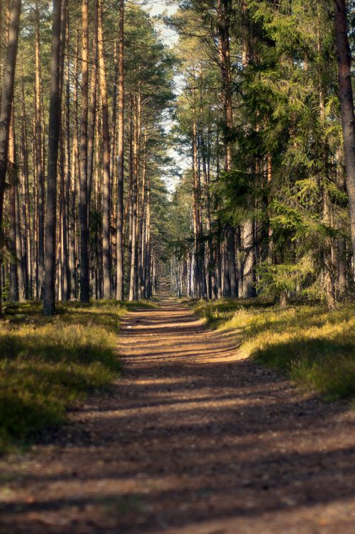 Free Empty narrow pathway among grassy terrain between tall green coniferous trees growing in forest on summer day with bright sunlight Stock Photo