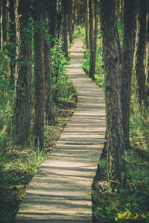 Empty narrow wooden pathway going among grassy terrain with tall tree trunks in dense woods on summer day in countryside