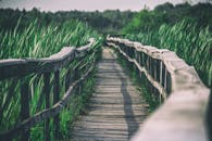 Wooden boardwalk between grassy area