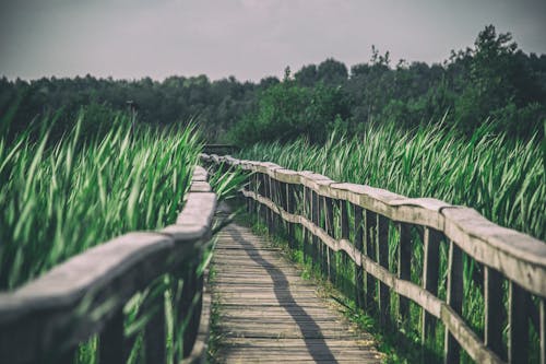 Brown Wooden Bridge in the Middle of Green Grass Field