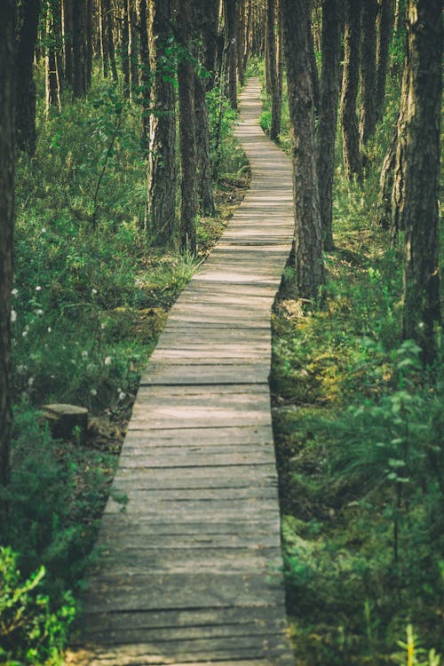 Brown Wooden Pathway in the Middle of Green Trees