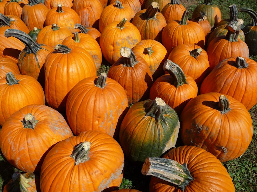 Free stock photo of fall, orange, pumpkin