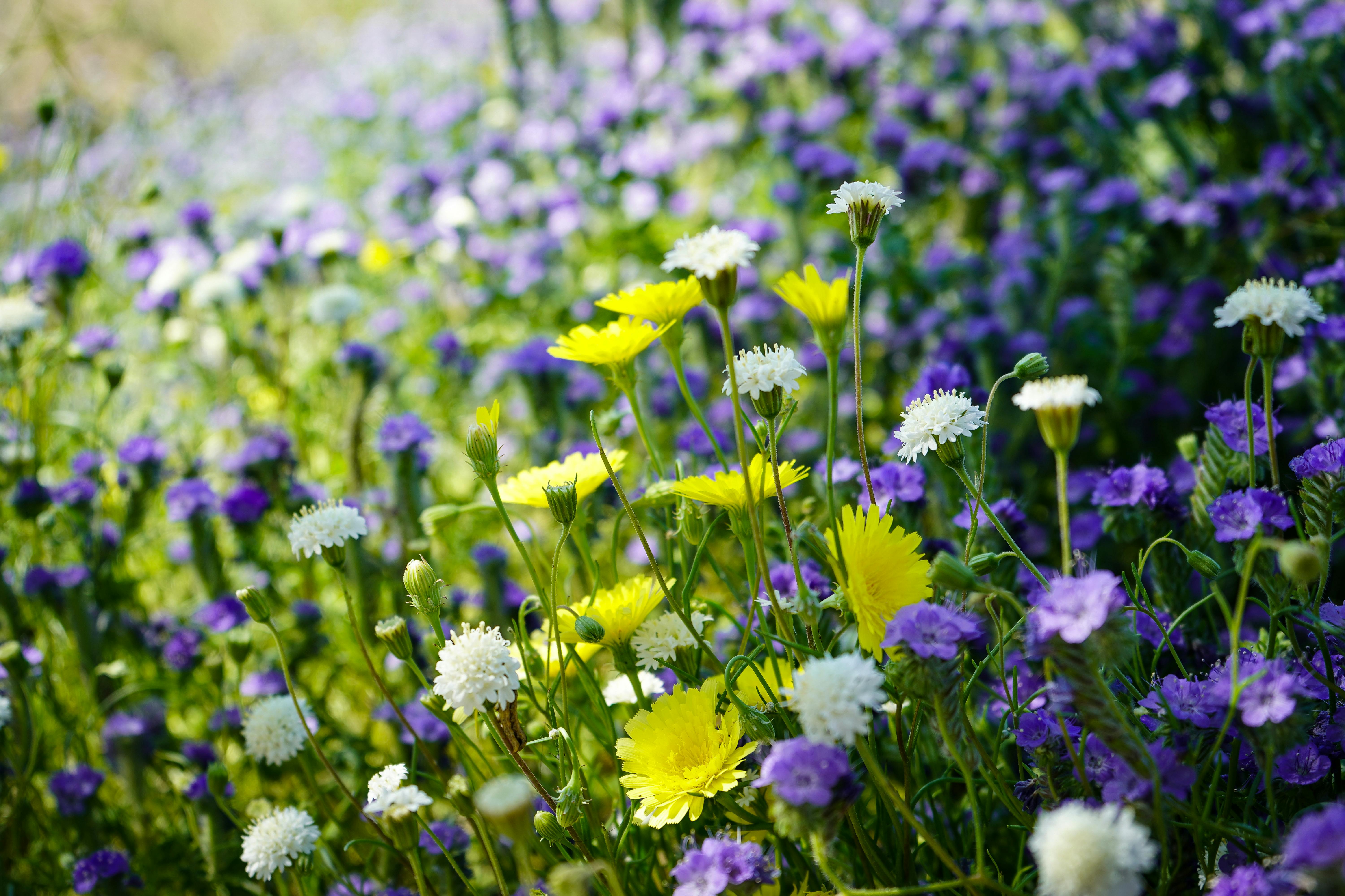 Yellow and Purple Flower Field · Free Stock Photo