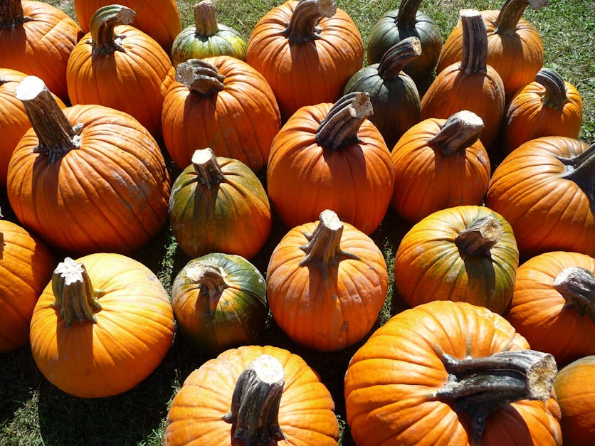 Free stock photo of fall orange, pumpkin