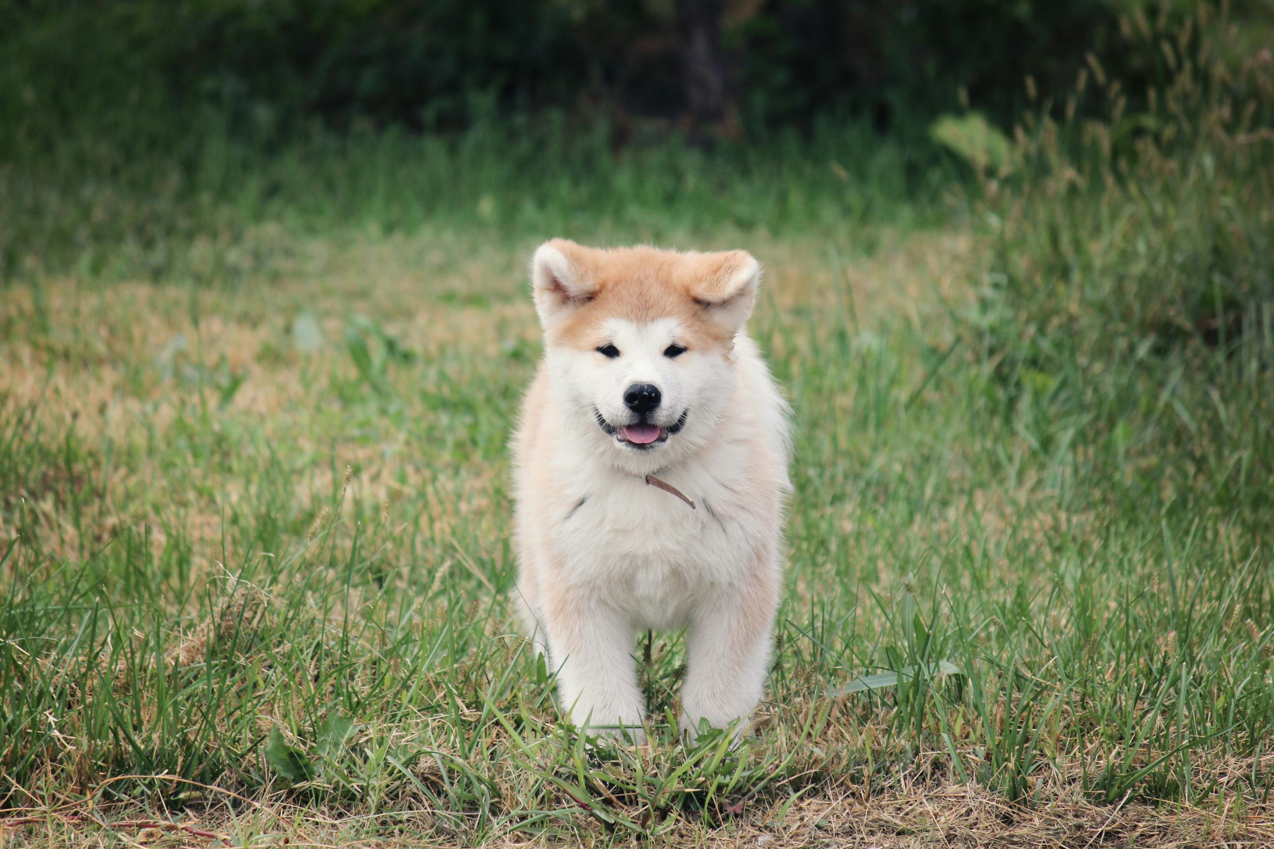 イヌ はちこ 犬の無料の写真素材