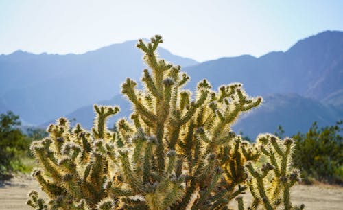 Foto profissional grátis de cacto, deserto, espetado