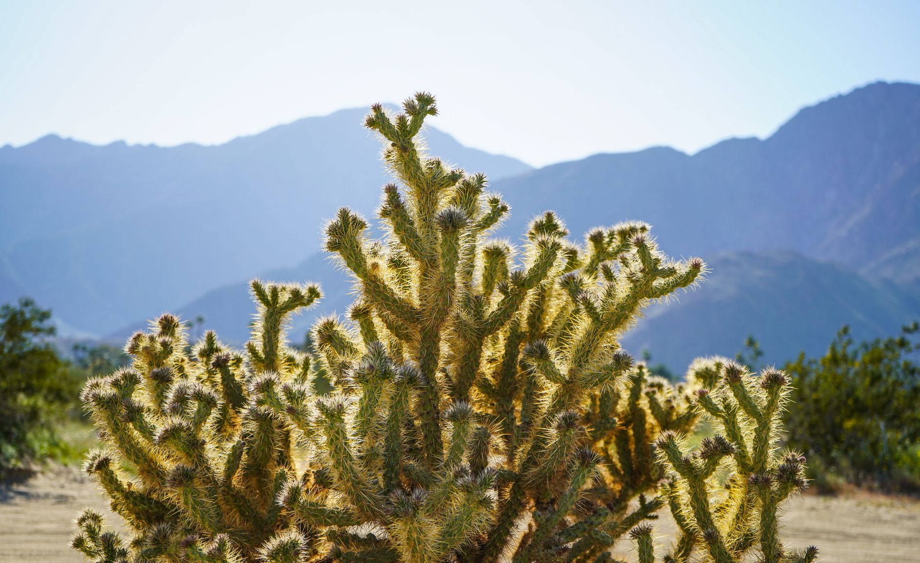 Borrego Springs — Borrego Springs