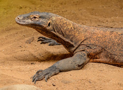 Free A Komodo Dragon on the Sand Stock Photo