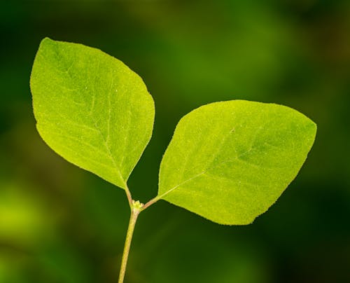 Kostnadsfri bild av blad, grön, miljö
