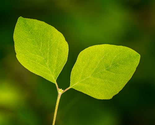 Green Leaf in Close-Up Photography