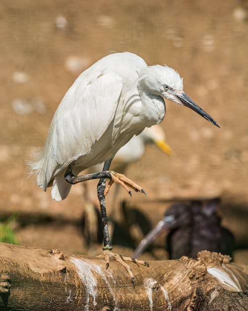 A White Egret Standing on a Log