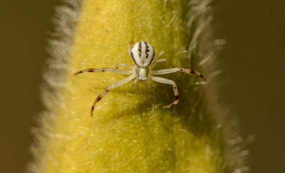 Macro close-up of a white crab spider perched on a yellow plant stem, showcasing nature's intricate details.