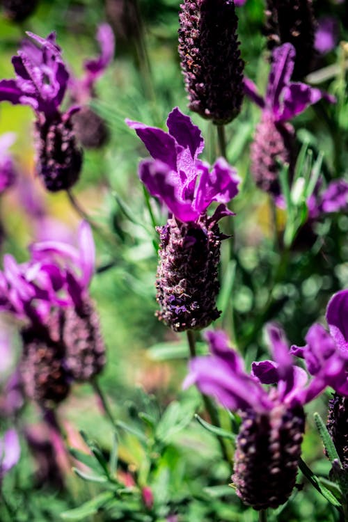 Бесплатное стоковое фото с лаванда, природа, пурпурный