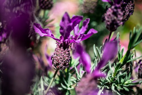 Základová fotografie zdarma na téma fialová, květiny, kvetoucí levandule