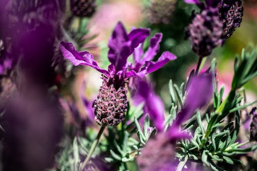 Gratis lagerfoto af blomster, blomstrende lavendel, lavendel