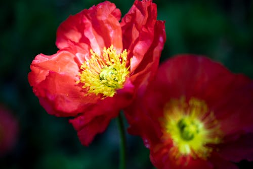 Základová fotografie zdarma na téma červená, květiny, makový květ