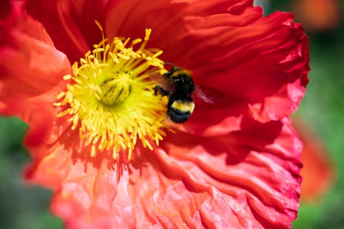 Photos gratuites de abeille, bourdon, coquelicot