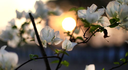 Fotobanka s bezplatnými fotkami na tému biela, kvet, príroda