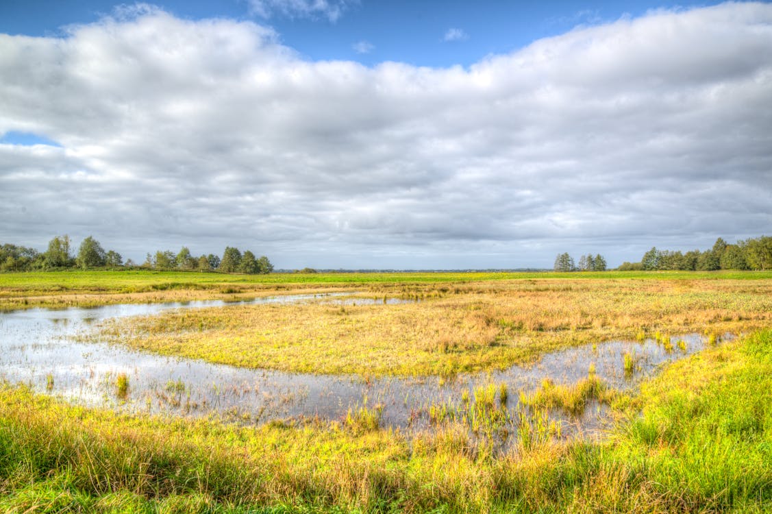 Green Grass Field