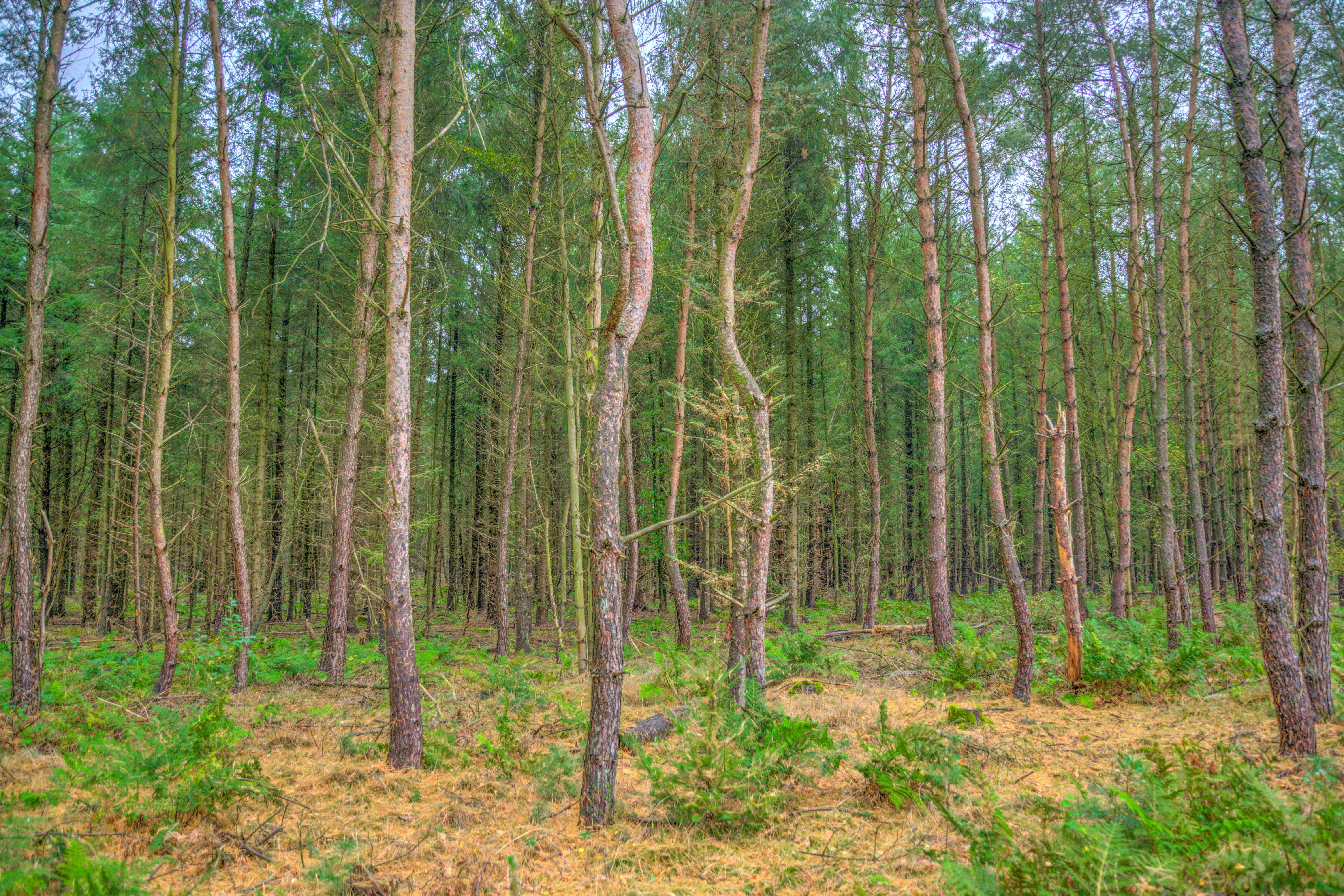 landscape lumber landscape lumber