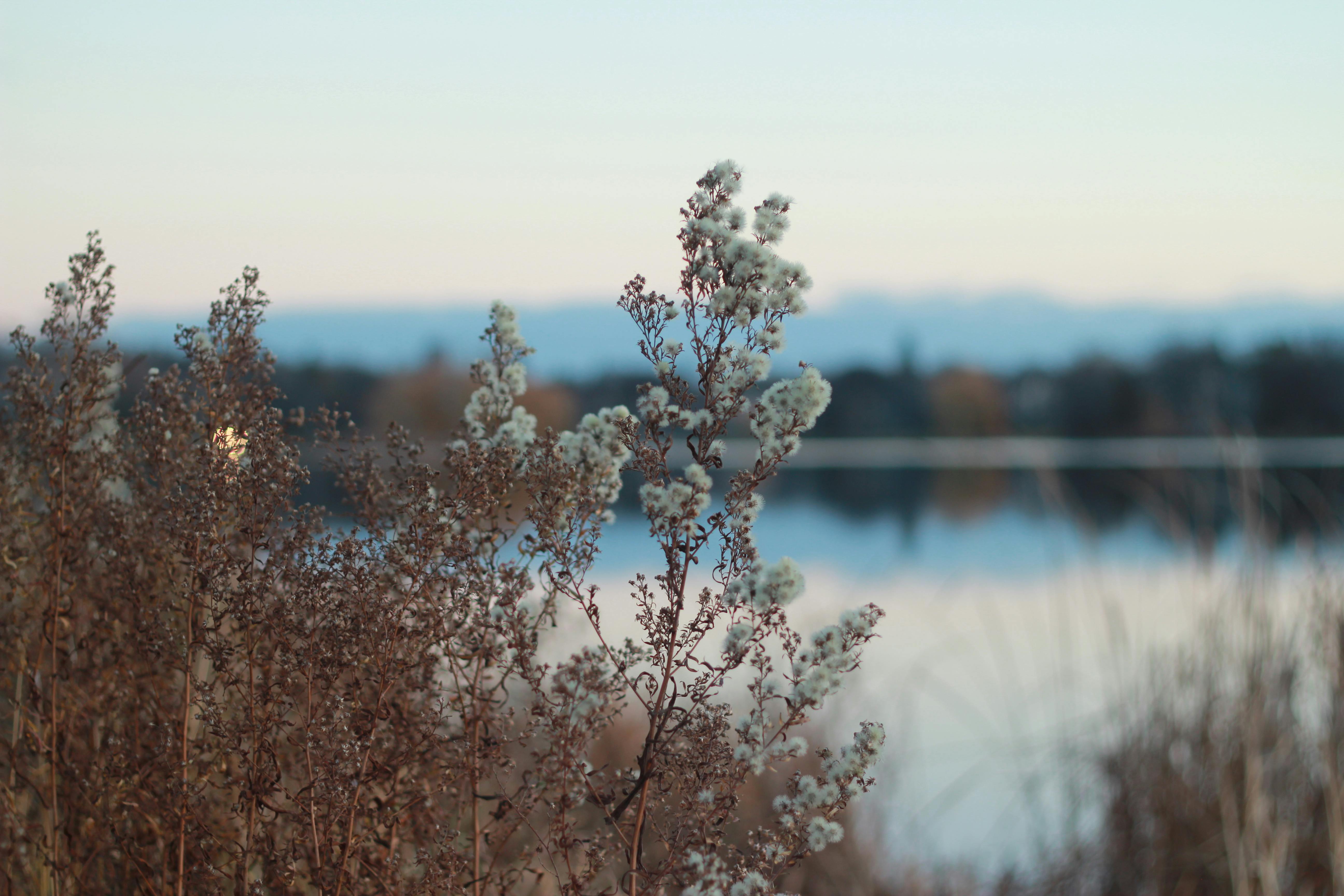Tranquil lake view with autumn wildflowers in the foreground, serene and peaceful.