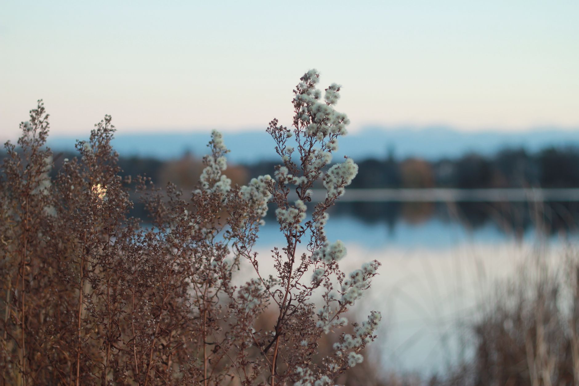 Tranquil lake view with autumn wildflowers in the foreground, serene and peaceful.