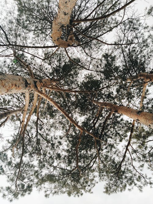 Gratis lagerfoto af bark, blade, fyrretræ