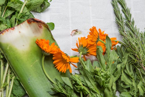 Gratis stockfoto met aloë, bloemen, krant