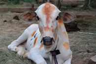 White and Brown Cow on Brown Ground