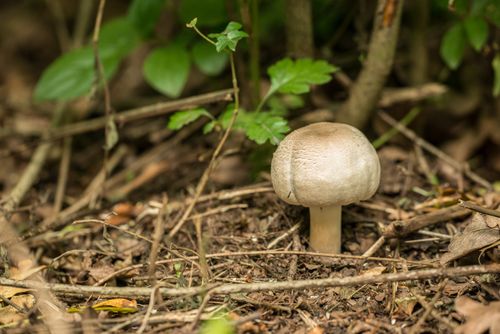 Free Close-up of a wild mushroom growing amidst forest underbrush, showcasing natural woodland scenery. Stock Photo