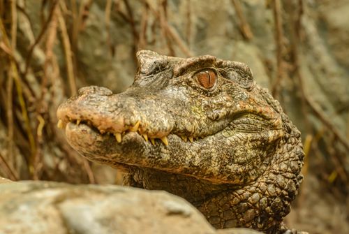 Free Detailed close-up of a crocodile's textured skin highlighting its distinct features in the wild. Stock Photo