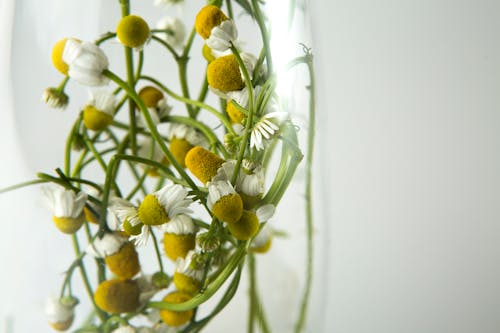 White Multi Petaled Flower