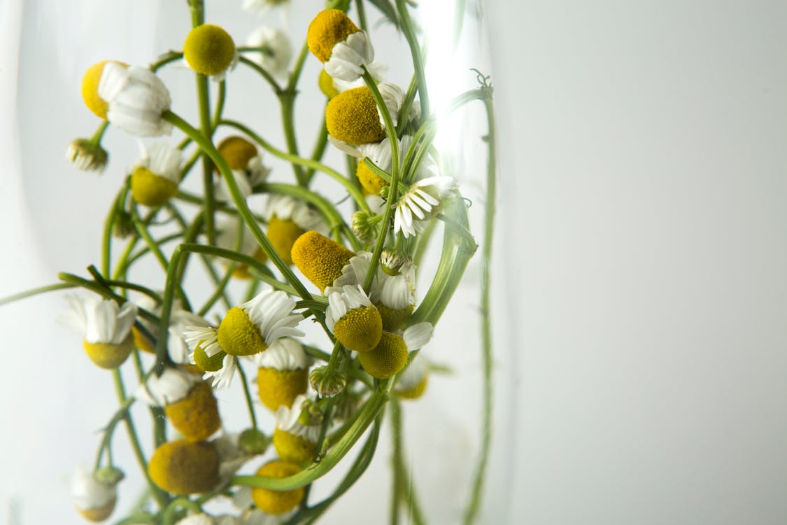 бесплатная Белый многолепестковый цветок Стоковое фото