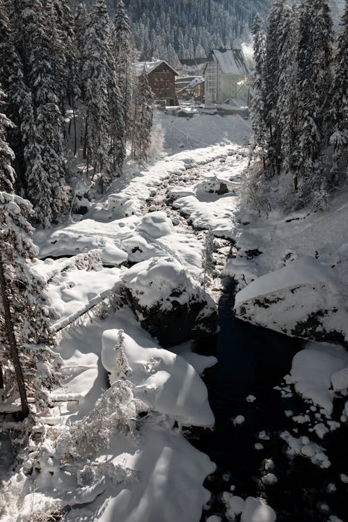 คลังภาพถ่ายฟรี ของ การถ่ายภาพธรรมชาติ, ต้นไม้มีหิมะปกคลุม, ธรรมชาติ
